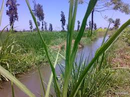 صور الريف المصرى اجمل مناظر طبيعية من قلب الريف المصرى History Pictures Pictures Plants