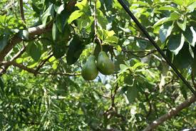 avocado plants ile ilgili görsel sonucu