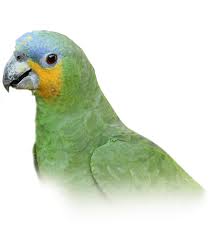 بوينس 2 جيدا 48 ساعة فورفي yo اورنج الجديد انترنت ومكالمات لامحدودة ابتداء من 49 درهم والبطاقة تصلك الى البيت مجانا هواوي تعود بقوة بهاتف متطور! Orange Winged Amazon Parrot Personality Food Care Pet Birds By Lafeber Co