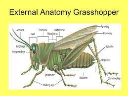 Grasshopper is the coding app for beginners. Chapter 36 Arthropods Chapter 37 Insects Ppt Video Online Download