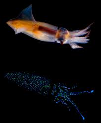 These Beautiful Creatures Spend Their Entire Lives In Darkness Deep Sea Life Marine Animals Sea Fish