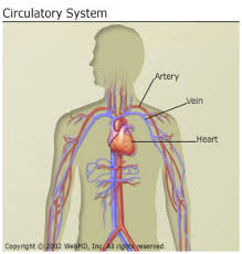 Describe the different types of blood vessels by completing the following chart: Anatomy And Circulation Of The Heart