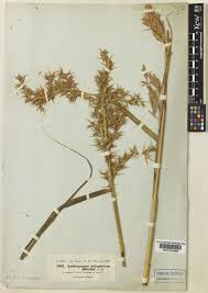 Image result for Cymbopogon nardus