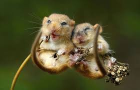 28 Teeny Tiny Wild Mice Cute Animals Animals Cute Baby Animals