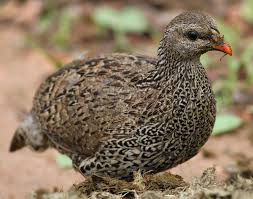 Image result for Tragiella natalensis