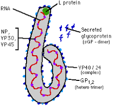 The marburgvirus genus includes two viruses. Genome And Morphology