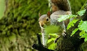 We did not find results for: How To Get Rid Of Grey Squirrels From Your Garden 5 Deterrents To A Squirrel Free Space Express Co Uk