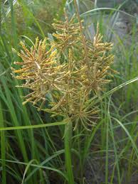 Image result for Cyperus esculentus
