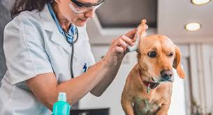 One of the best ways to prevent any major ear problems in your dog is by catching them early. How To Clean Dogs Ears A Complete Guide To Cleaning Your Dog S Ears