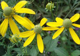 Maybe you would like to learn more about one of these? Virginia Native Plant Society Names Wildflower Of The Month Williamsburg Yorktown Daily