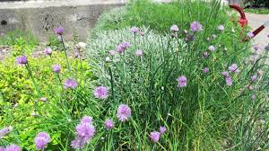 Der garten ist der letzte luxus unserer tage, denn er erfordert das, was in unserer gesellschaft am kostbarsten ist: Mein Neuer Krautergarten Schweizer Garten