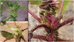 Image result for Synadenium cupulare