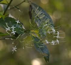 Image result for Pavetta sp. E