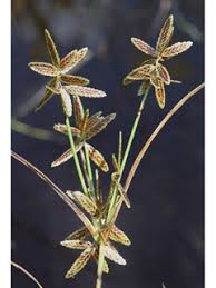 Image result for Pycreus niger