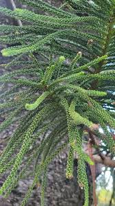 Image result for Araucaria columnaris