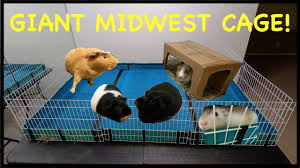 Ideal for first time guinea pig owners and cavy. How To Build A Giant Midwest Guinea Pig Cage Youtube