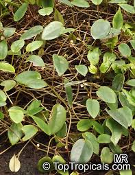 Image result for Begonia elaeagnifolia