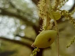 Image result for Terminalia neotaliala