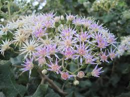 Image result for Vernonia natalensis