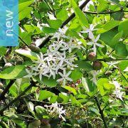 Image result for Carissa tetramera