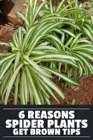6 Reasons Your Spider Plant Has Brown Tips Spider Plants Plants Spider Plant Care