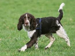 Growth Chart English Springer Spaniel Its Adult Weight
