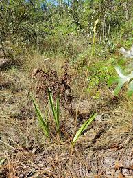 Image result for Orthochilus euanthus