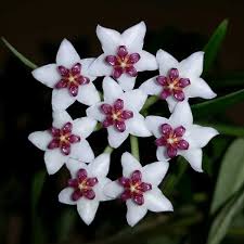 Image result for hoya plant flower
