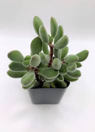 Image result for Crassula maputensis