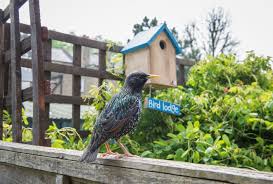 Which birds can you spot in your garden this weekend? Children In Camborne Urged To Take Part In Rspb Birdwatch Falmouth Packet