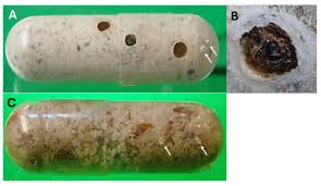Image result for Physostigma mesoponticum