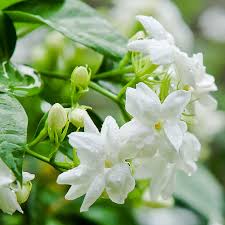 Image result for Jasminum grandiflorum