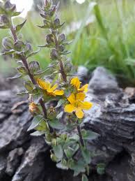 Image result for Alectra vogelii