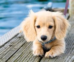 Blonde Long Hair Dashhound Whats In Life Cream Dachshund Cute Animals English Cream Dachshund