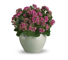 House Plants Safe For Pets Kalanchoe Flowers Blooming Plants Plants