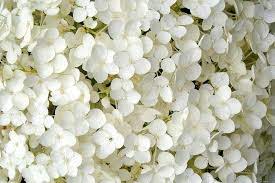 صور ورد ابيض صور زهور بيضاء بوكيه ورد ابيض