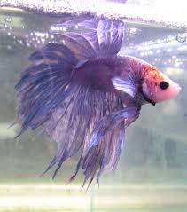 Beautiful Pale Violet Betta Fish Betta Fish Betta Fish