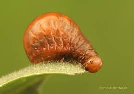 Image result for Aneilema dregeanum