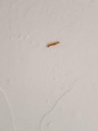 If you see tiny white bugs in your house. How To Get Rid Of Tiny White Worms In Kitchen
