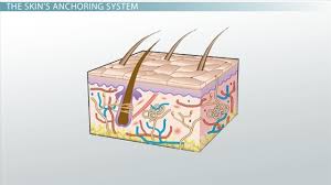 The basement membrane sits between epithelial tissues including mesothelium and endothelium, and the underlying connective tissue. Basement Membrane Function Definition Structure Video Lesson Transcript Study Com