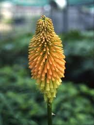 Image result for Kniphofia grantii