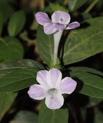 Image result for Barleria sp. D (near holubii)