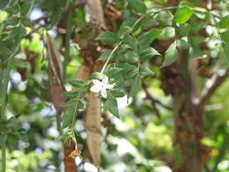 Image result for Jasminum grandiflorum