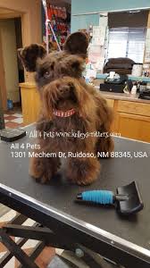 Dillion is a very smart one year old heeler mixture. Yorkshire Terrier Puppies For Sale Ruidoso Nm 293511