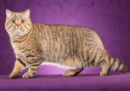 Some cat historians believe that this beautiful breed happened through an accidental breeding, while others believe that the breeding was deliberate. Meet The British And American Shorthair Utility Cat The Way Of Cats