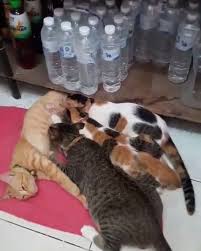 Nama yang disematkan untuk maskot ini untuk merepresentasikan dot yang menjadi produk utama dari kuliner ini. Komunitas Pecinta Kucing Indonesia Kasih Ibu Sepanjang Zaman Facebook