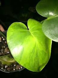 Monstera Deliciosa Borsigiana Aurea Ebay Nov19 Monstera Deliciosa Monstera Variegated Plants