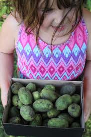 Foraging Butter Nuts Juglans Cinerea Butternut Tree Identification And Processing In 2020 Tree Identification Butternut Endangered Plants