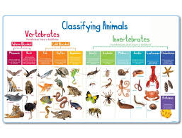 Animal Classification Mural Animal Classification Vertebrates And Invertebrates Animal Classification For Kids