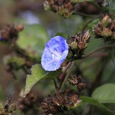 Image result for Jacquemontia